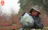 Hà Nội trang trí đèn, hoa trang nhã đón Tết Nguyên đán 2018